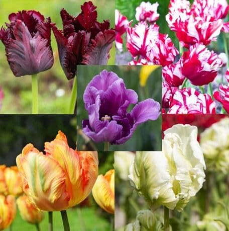 Tulip Flower Seeds – Heirloom, Non-GMO, High Germination Organic Garden Seeds for Planting