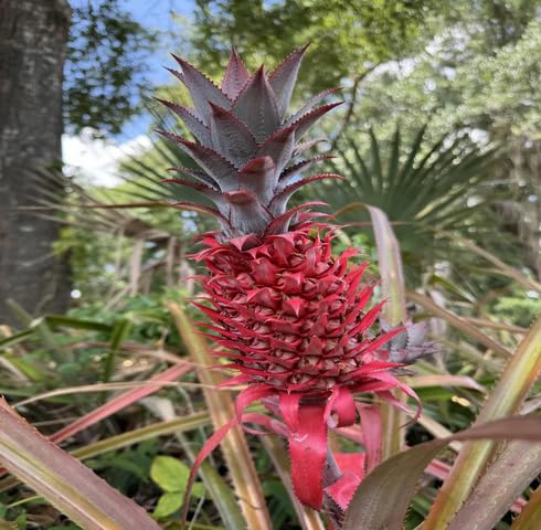 Red Pineapple Seeds – Heirloom, Non-GMO, High Germination Organic Garden Seeds