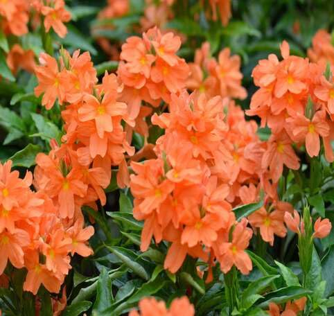 Crossandra Flower Seeds – Heirloom, Non-GMO, High Germination Organic Garden Seeds for Planting
