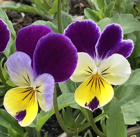 Violet Purple Pansy Flower Seeds Heirloom Non-GMO High Germination Organic Garden Seeds for Planting