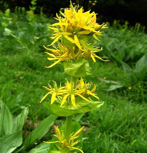 Yellow Gentian Flower Seeds – Heirloom, Non-GMO, High Germination Organic Garden Seeds for Planting