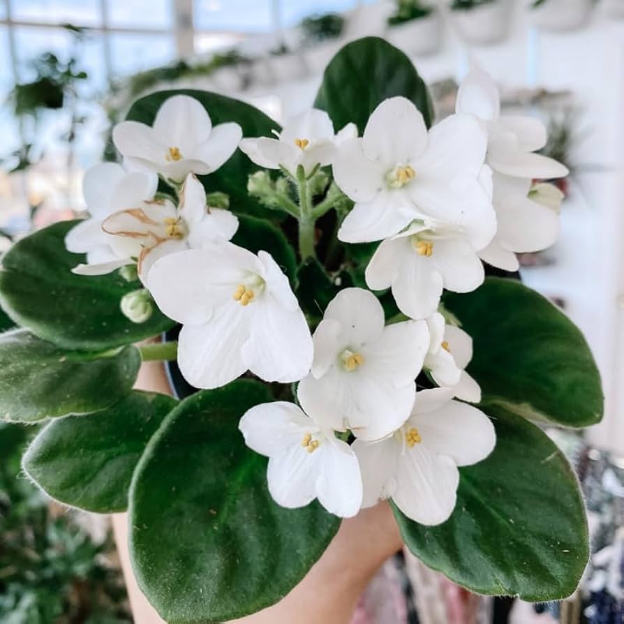 white saintpaulia flower seeds
