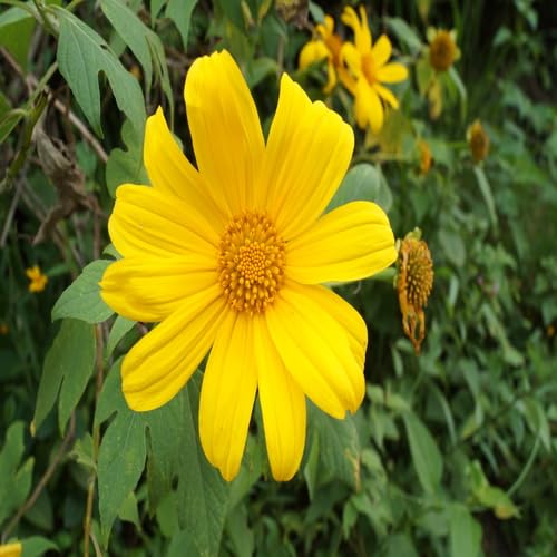 Yellow Tithonia Flower Seeds Heirloom Non-GMO High Germination Organic Garden Seeds