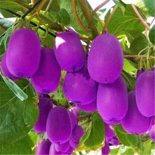 Purple Kiwi Seeds – Heirloom, Non-GMO, High Germination Organic Garden Seeds