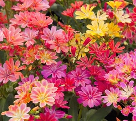 Lewisia Cotyledon Flower Seeds – Heirloom, Non-GMO, High Germination Organic Garden Seeds for Planting