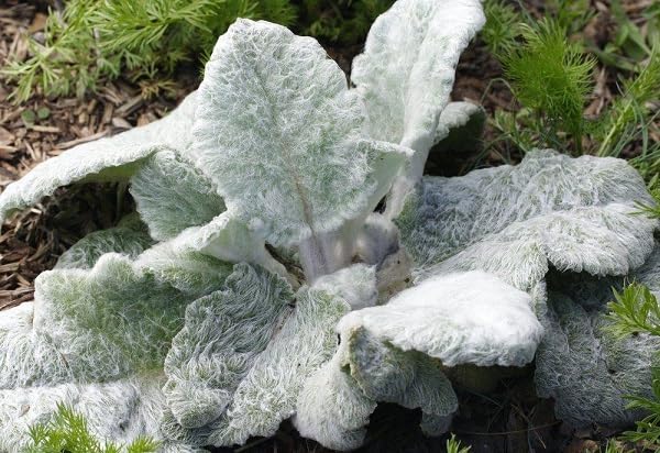 Salbeisamen Erbstück gentechnikfrei hohe Keimrate Bio-Gartensamen zum Pflanzen