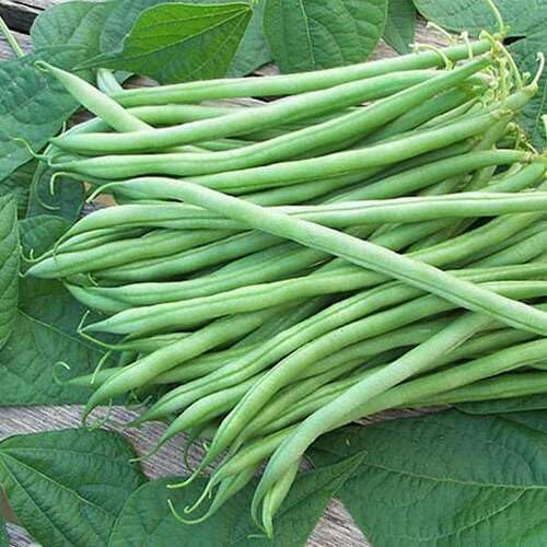 Green Beans Seeds – Heirloom, Non-GMO, High Germination Organic Garden Seeds Planting