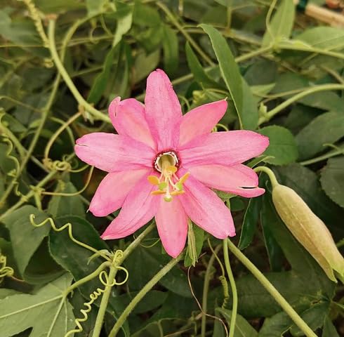 Rosa Passiflora Blumensamen – Heirloom, gentechnikfrei, hohe Keimfähigkeit Bio-Gartensamen zum Pflanzen
