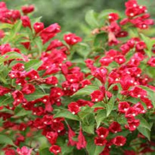 red weigela flower seeds