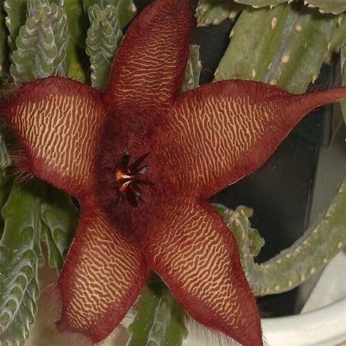 brown stapelia flower seeds