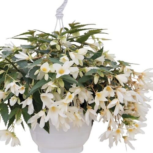 Semillas de Begonia Farol Blanco para Siembra, de Herencia, No Transgénicas, de Alta Germinación, Semillas Orgánicas para Jardín