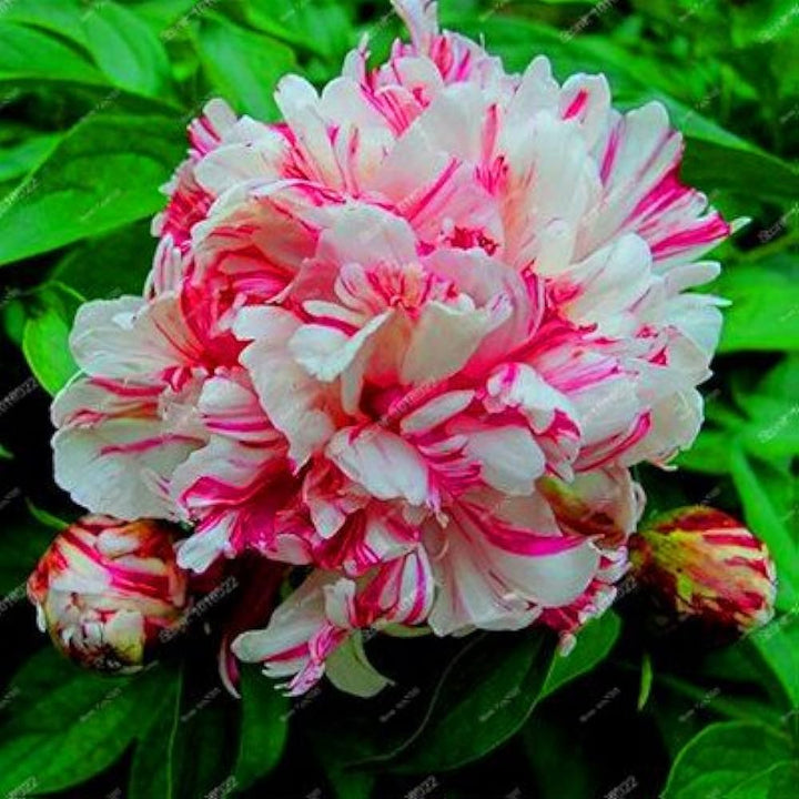 peony flower flower seeds