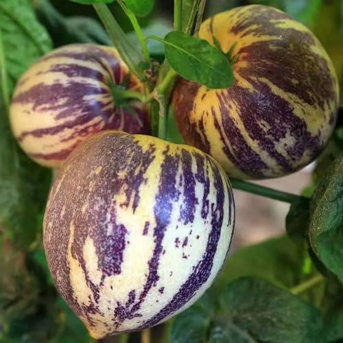 Semillas de melón ginseng orgánico verde – Semillas de huerto orgánicas herencia, no transgénicas, de alta germinación