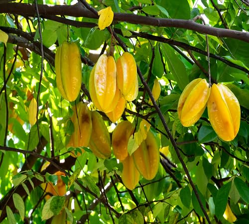 Carambola Seeds – Heirloom, Non-GMO, High Germination Organic Garden Seeds