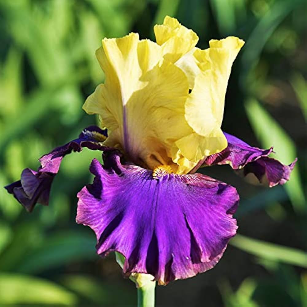 bearded iris flower seeds