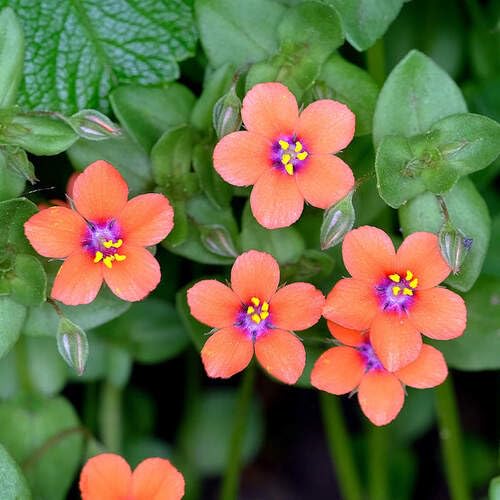 Pimpernel Flower Seeds for Planting – Heirloom, Non-GMO, High Germination Organic Garden Seeds