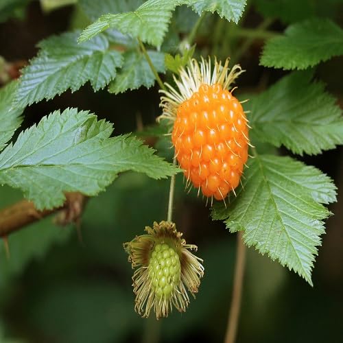 Salmonberry Seeds Heirloom Non-GMO High Germination Organic Garden Seeds for Planting