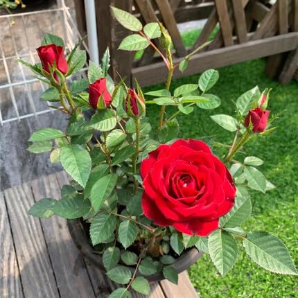 Rose Flower Seeds Red for Planting – Heirloom Non-GMO High Germination Organic Garden Seeds