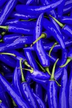 Sky Blue Pepper Seeds for Planting – Heirloom, Non-GMO, High Germination, Organic Garden Seeds