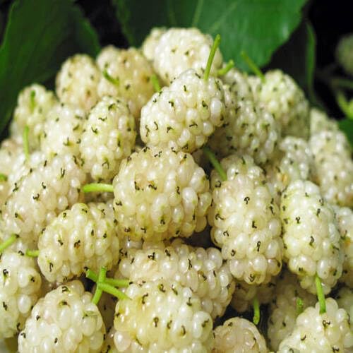 White Mulberry Seeds for Planting – Heirloom Non-GMO High Germination Organic Garden Seeds