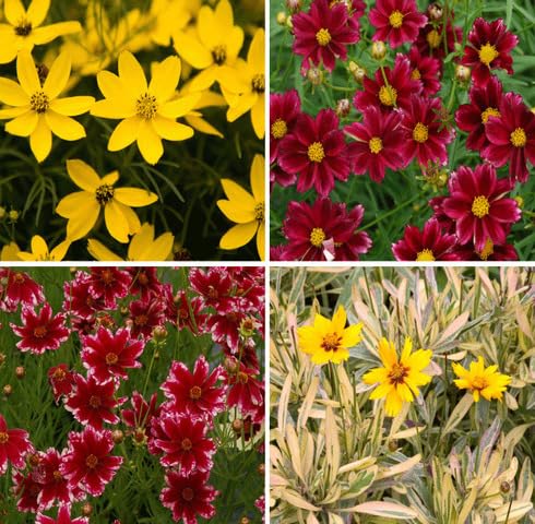 Mixed Coreopsis Flower Seeds – Heirloom, Non-GMO, High Germination Organic Garden Seeds for Planting