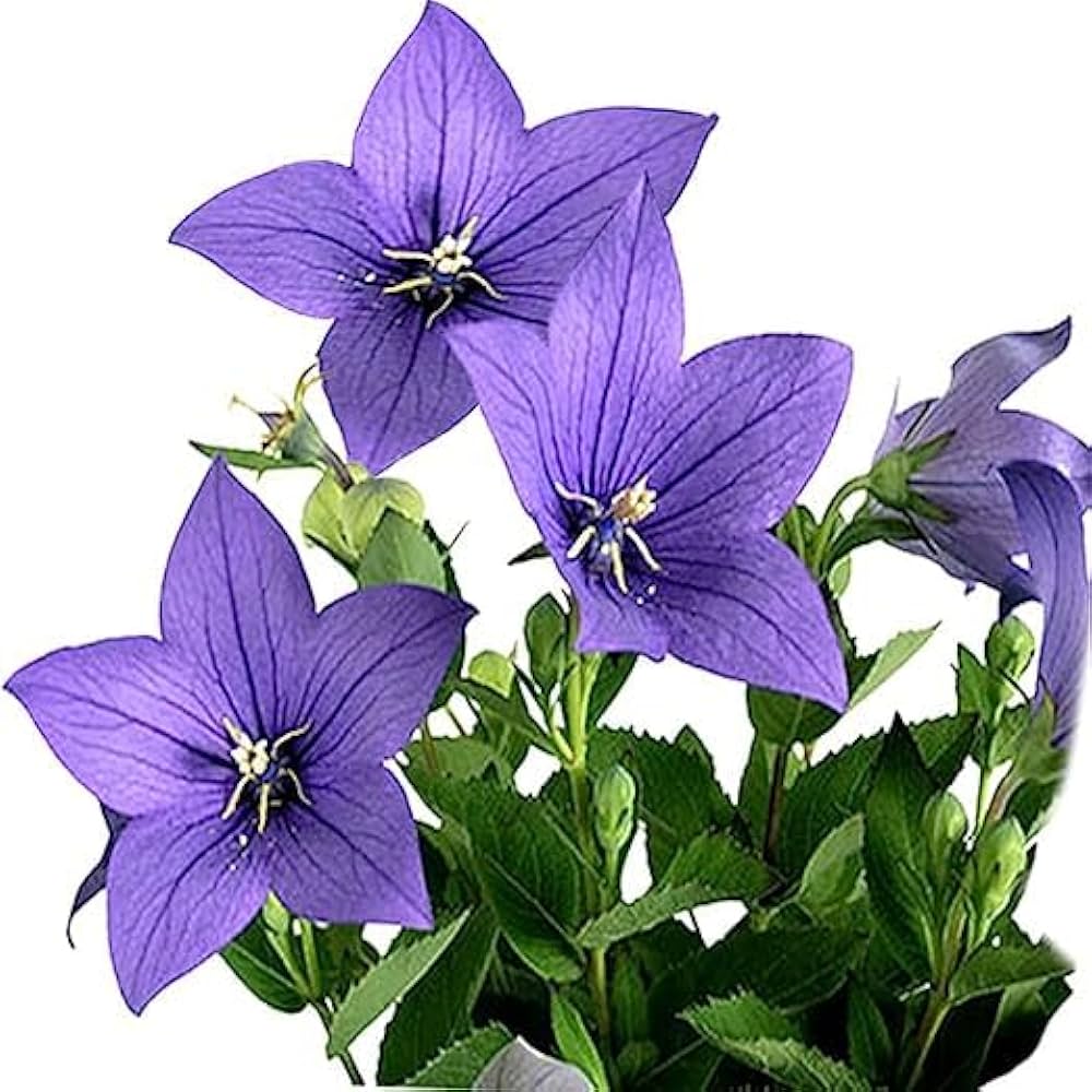 blue platycodon flower seeds