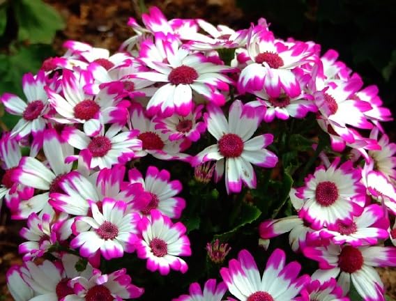 Pink White Pericallis Flower Seeds Heirloom Non-GMO High Germination Organic Garden Seeds for Planting