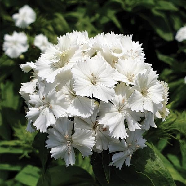 Dianthus Flower Seeds – Heirloom, Non-GMO, High Germination Organic Garden Seeds for Planting