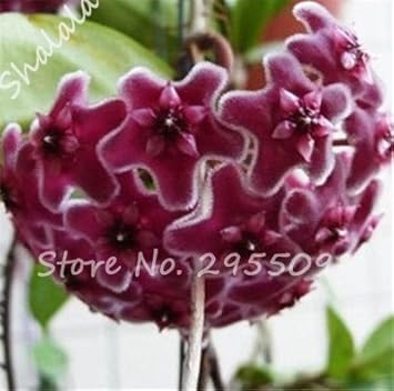 chestnutbrownhoyaflowerheirloomnongmo flower seeds