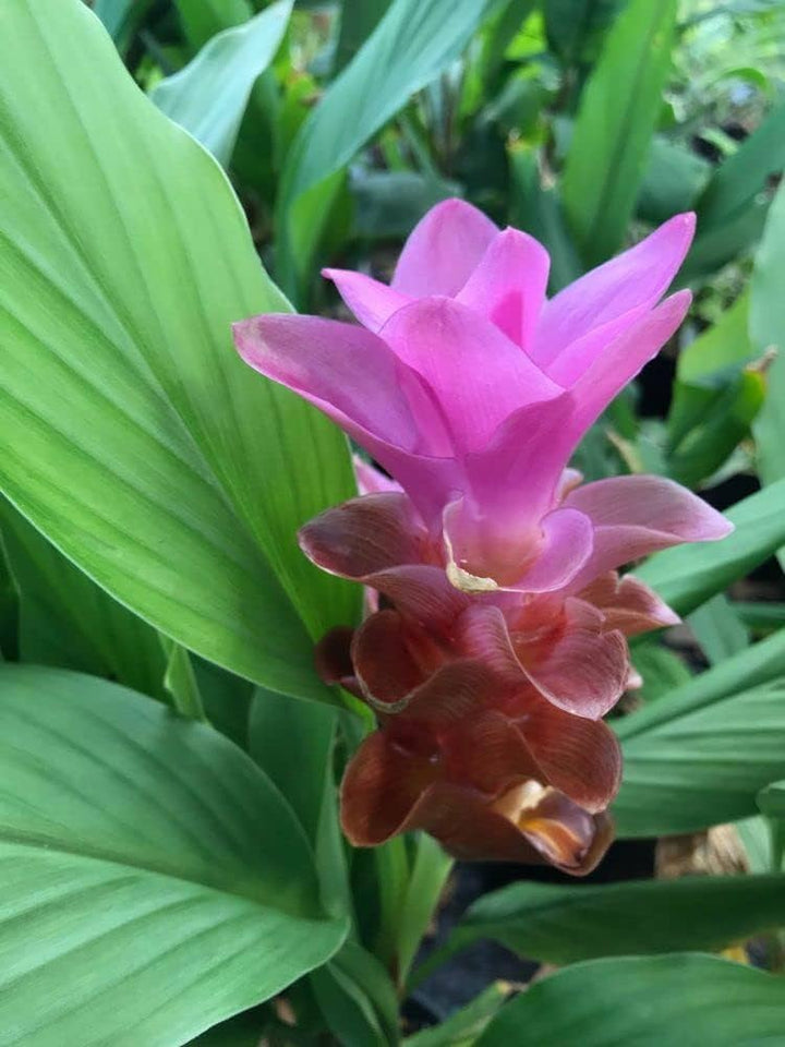 Curcuma Flower Seeds Pink for Planting – Heirloom Non-GMO High Germination Organic Seeds
