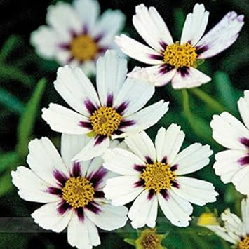 whitecoreopsisflowerheirloomnongmo flower seeds