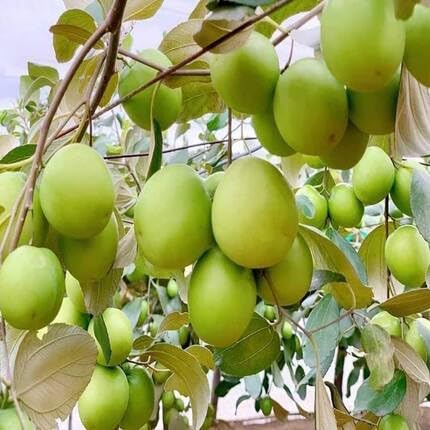 Green Jujube Seeds – Heirloom, Non-GMO, High Germination Organic Garden Seeds