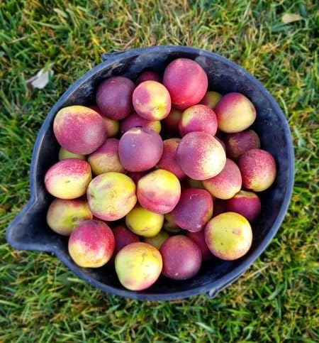 Nectarine Seeds – Heirloom, Non-GMO, High Germination Organic Garden Seeds