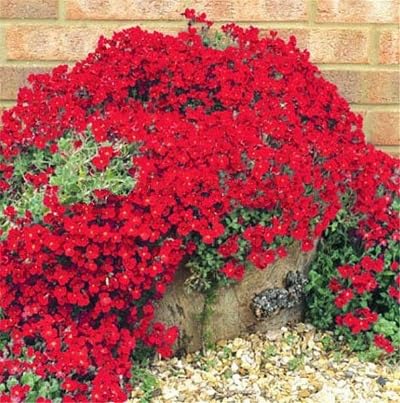 Red Creeping Thyme Plant Seeds Heirloom Non-GMO High Germination Organic Garden Seeds