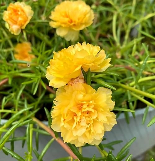 Yellow Moss Rose Flower Seeds Heirloom Non-GMO High Germination Organic Garden Seeds for Planting