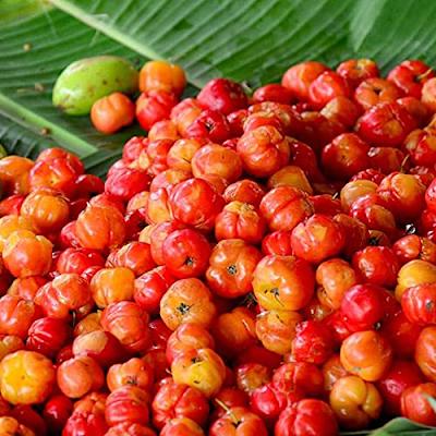 Barbados Cherry Seeds – Heirloom, Non-GMO, High Germination Organic Garden Seeds for Planting Seeds for Planting