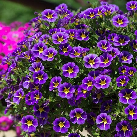 Purple Calibrachoa Flower Seeds for Planting Heirloom Non-GMO High Germination Organic Garden Seeds