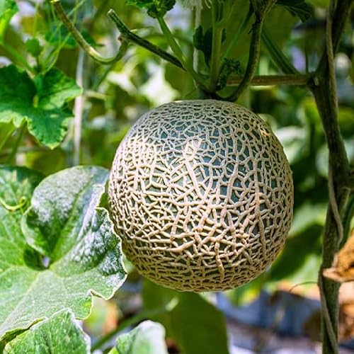 Green Muskmelon Seeds – Heirloom, Non-GMO, High Germination Organic Garden Seeds