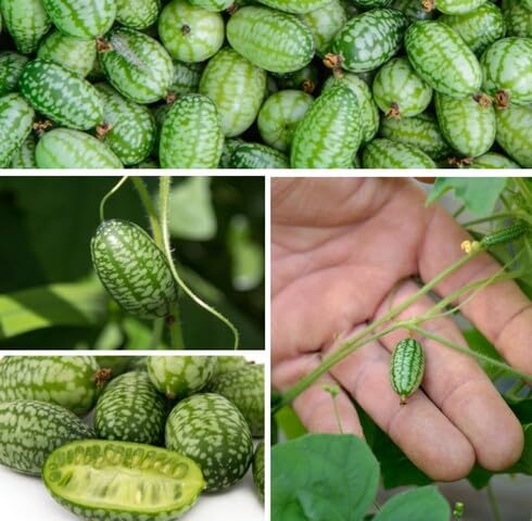 Green Cucamelon Seeds – Heirloom, Non-GMO, High Germination Organic Garden Seeds Planting