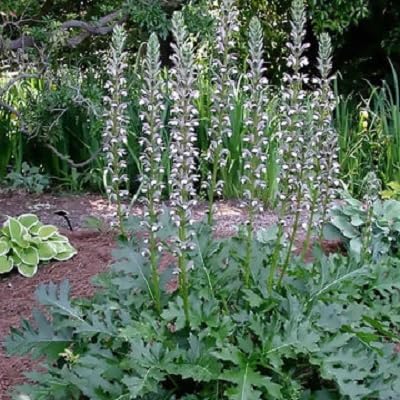acanthus green heirloom non-gmo seeds