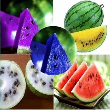 Multi-Colour Watermelon Fruit Seeds for Planting – Heirloom Non-GMO High Germination Organic Garden Seeds | Seeds for Planting