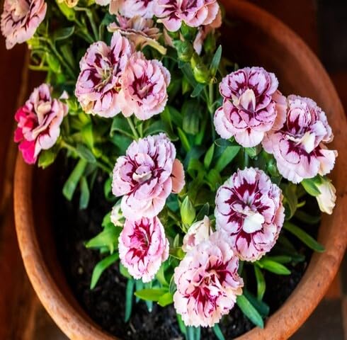 palepink carnation flower seeds