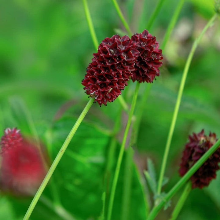 Maroon Sanguisorba Flower Seeds – Heirloom, Non-GMO, High Germination Seeds