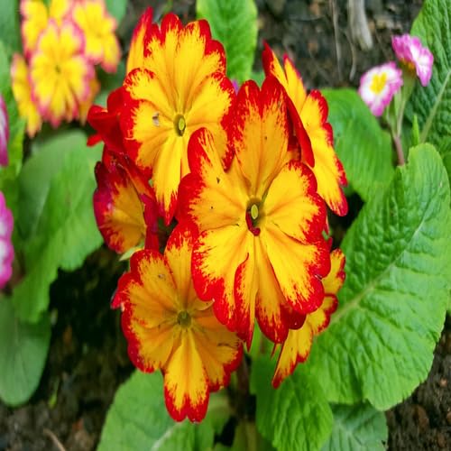 Red Yellow Primula Flower Seeds for Planting – Heirloom Non-GMO High Germination Organic Garden Seeds