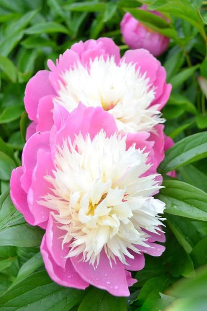 White Pink Peony Flower Seeds for Planting – Heirloom, Non-GMO, High Germination