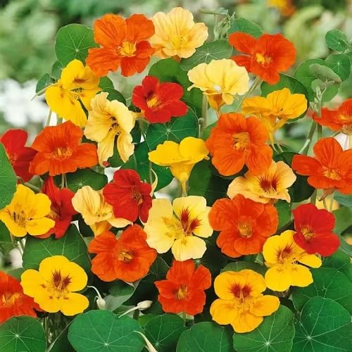 mixed nasturtium flower seeds