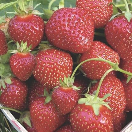 Red Strawberry Seeds – Heirloom, Non-GMO, High Germination Organic Garden Seeds
