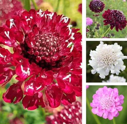 mixed scabiosa flower seeds