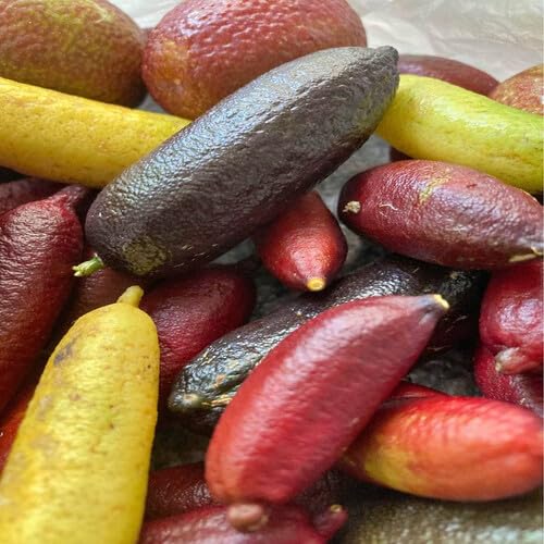 Mixed Finger Lime Seeds – Heirloom, Non-GMO, High Germination Organic Garden