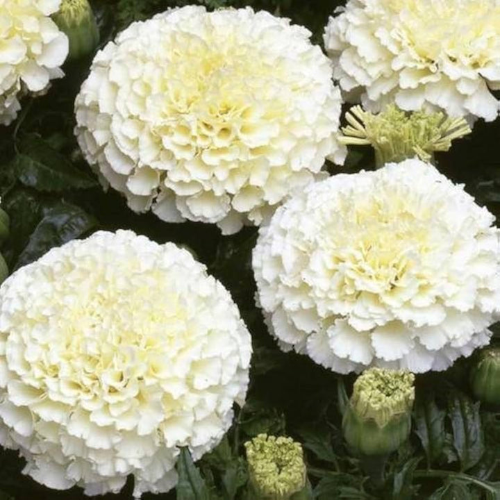 Marigold Flower Seeds White – Heirloom, Non-GMO, High Germination Seeds